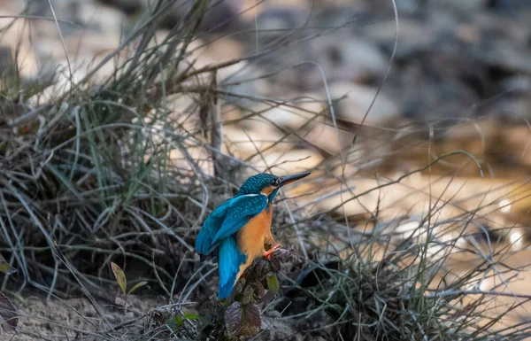 Pasăre Comună Kingfisher Acțiune Pentru Obține Dorința Corpul Apă Din — Fotografie, imagine de stoc