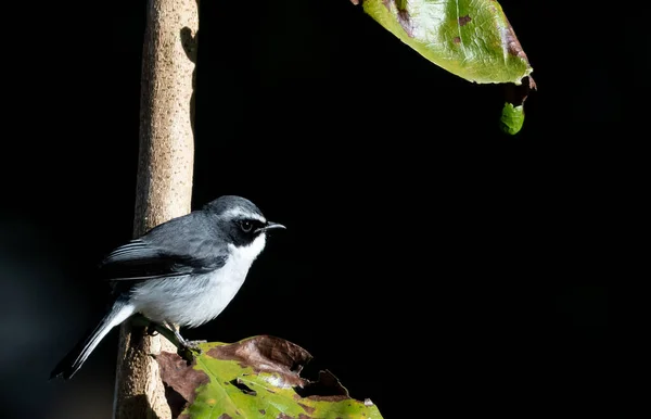 Grey Bushchat Masculin Cântând Pasăre Așezat Cot Copac Parcul Național — Fotografie, imagine de stoc