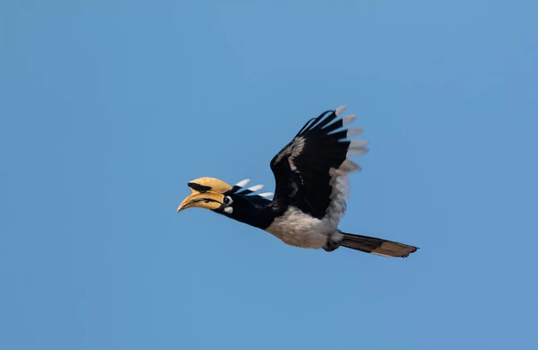 Oosterse Pied Gehoornvogel Vliegen Blauwe Lucht Bij Rajaji Nationaal Park — Stockfoto