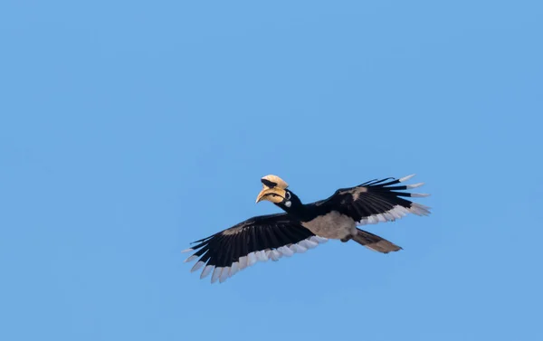 Uccello Calabrone Pied Orientale Che Vola Nel Cielo Blu Parco — Foto Stock