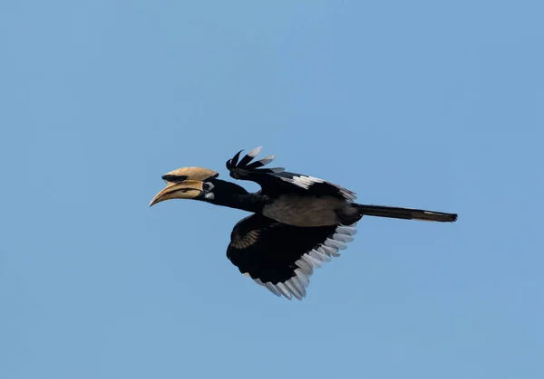 Uccello Calabrone Pied Orientale Che Vola Nel Cielo Blu Parco — Foto Stock