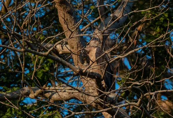 Όρνιο Του Ερπετού Δράση Στο Δέντρο Στο Εθνικό Πάρκο Rajajji — Φωτογραφία Αρχείου
