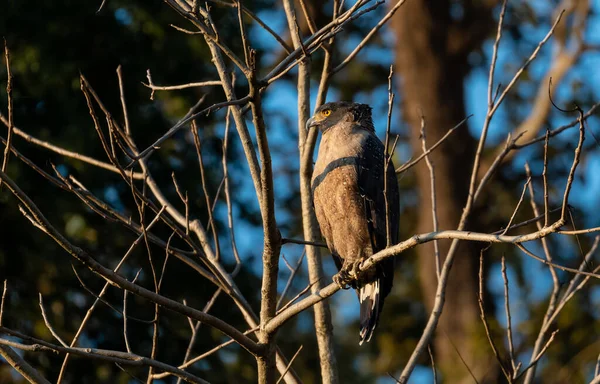 Crested Serpent Eagle Vogel Actie Boom Bij Rajaji National Park — Stockfoto