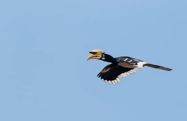 Uccello Calabrone Pied Orientale Che Vola Nel Cielo Blu Parco — Foto Stock