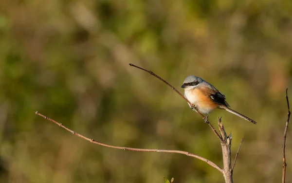 Grey Shrike Fågel Sitter Abborre Träd Nationalparken Uttarakhand — Stockfoto