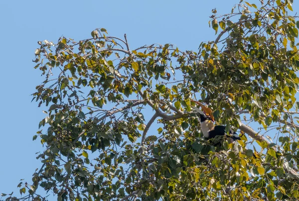 Μεγάλο Πουλί Hornbill Κάθεται Στο Δέντρο Για Πάρει Εποχιακά Φρούτα — Φωτογραφία Αρχείου