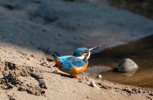 Common Kingfisher Bird Action Get Wish Water Body Rajaji National — Stock Photo, Image