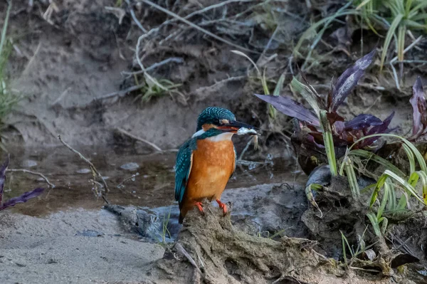 Rajaji Ulusal Parkı Ndaki Birikintisinden Dilek Dilemeye Çalışan Kingfisher Kuşu — Stok fotoğraf