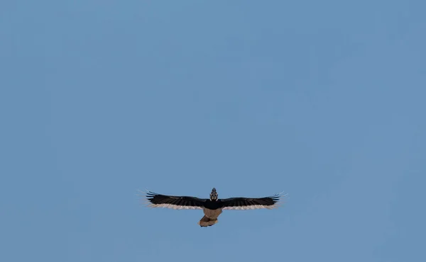 Oriental Pied Hornbill Bird Flying Blue Sky Rajaji National Park — Stock fotografie