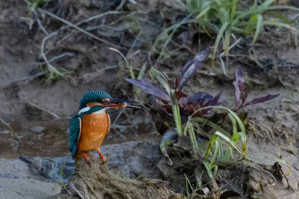 Oiseau Martin Pêcheur Commun Action Pour Obtenir Souhait Plan Eau — Photo