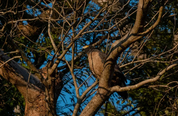 Uccello Serpente Crested Eagle Azione Sull Albero Parco Nazionale Del — Foto Stock