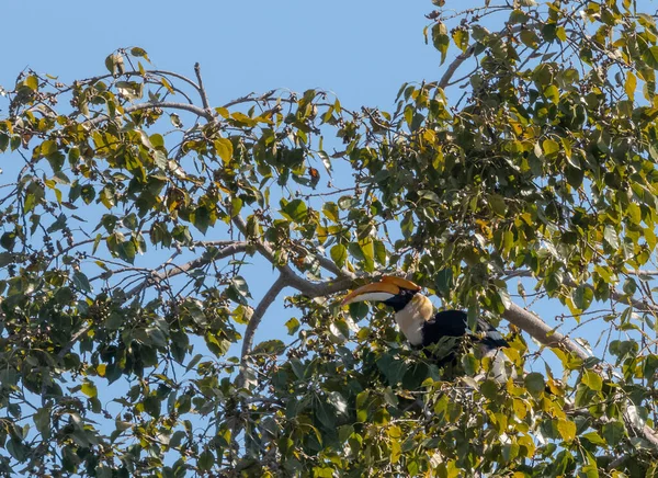 Großer Hornvogel Sitzt Auf Baum Die Saisonalen Früchte Essen — Stockfoto