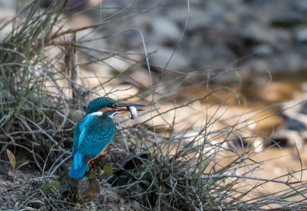 Common Kingfisher Fågel Aktion För Att Önskan Från Vattenförekomst Rajaji — Stockfoto