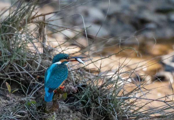 Common Kingfisher Fågel Aktion För Att Önskan Från Vattenförekomst Rajaji — Stockfoto