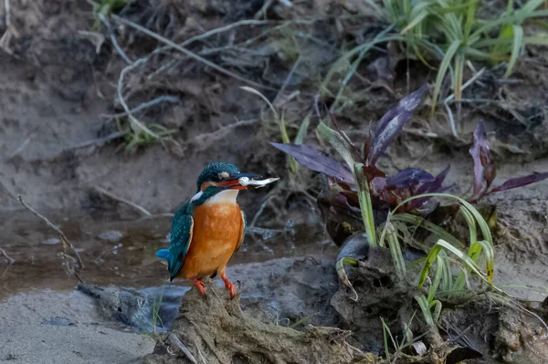 Common Kingfisher Fågel Aktion För Att Önskan Från Vattenförekomst Rajaji — Stockfoto