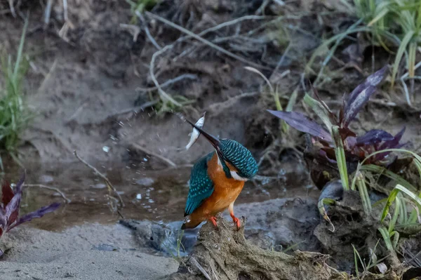 Pájaro Pescador Real Común Acción Para Obtener Deseo Del Cuerpo — Foto de Stock