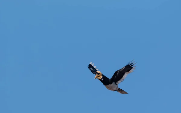 Keleti Pied Hornbill Madár Repül Kék Rajaji Nemzeti Park Uttarakhand — Stock Fotó