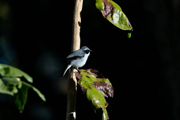 Gris Bushchat Mâle Chantant Oiseau Assis Sur Perche Arbre Parc — Photo