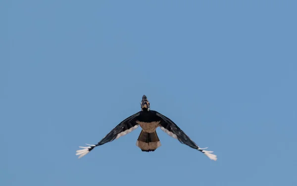 Oriental Pied Hornbill Bird Flying Blue Sky Rajaji National Park — Fotografia de Stock