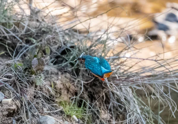 Common Kingfisher Fågel Aktion För Att Önskan Från Vattenförekomst Rajaji — Stockfoto