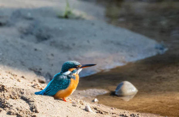 Загальний Птах Kingfisher Дії Щоб Отримати Бажання Від Водного Єкта Ліцензійні Стокові Фото