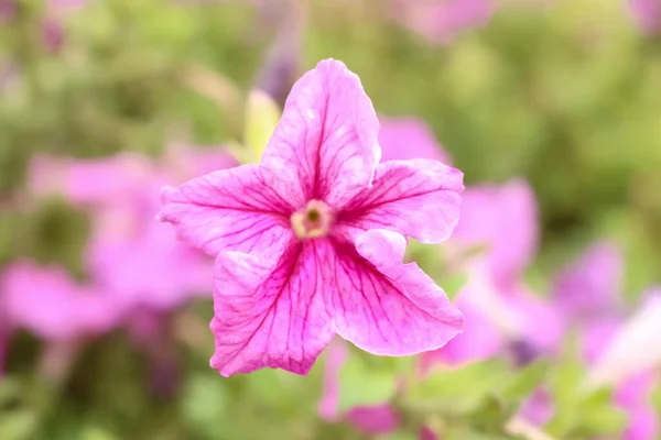 Jarní Letní Květiny Šíří Štěstí Mír Kopcích — Stock fotografie