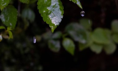 Taze yeşil yapraklara su damlaları