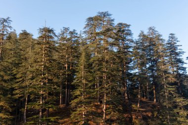 Lübnan sedir kozalağı Jageshwar dağlarında, Uttarakhand