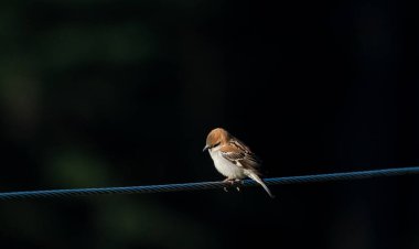 Russet Serçesi, Jagewahar 'da yaz aylarında mevsimlik çiçek ağacında