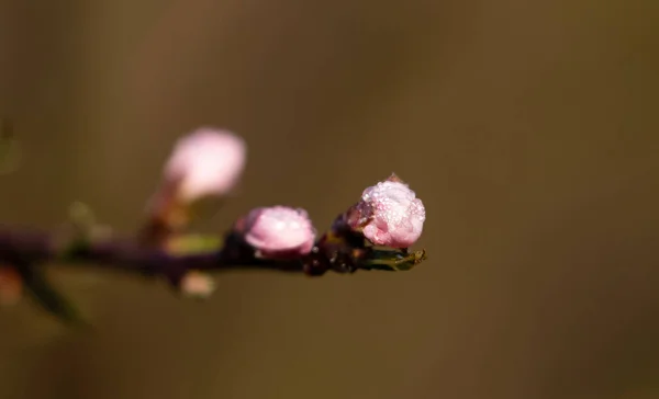 Primavera Flores Verão Espalhando Felicidade Paz Nas Colinas — Fotografia de Stock