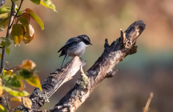 Bushchat Bird Perching Tree — Stock Photo, Image
