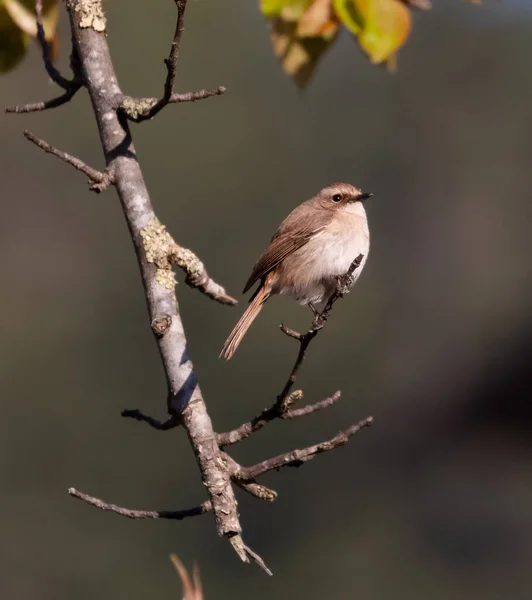 Buschschwätzchen Vogel Hockt Auf Baum — Stockfoto