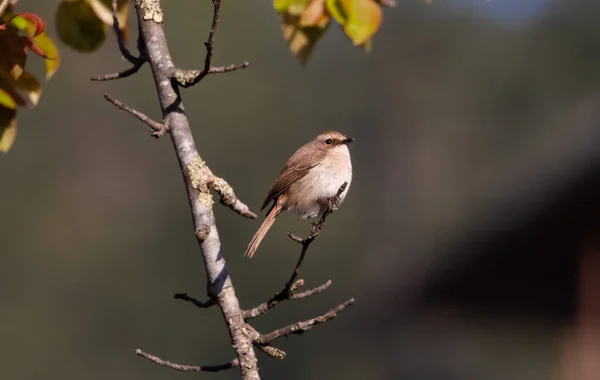 Buschchat Vogel Auf Kirschblütenbaum — Stockfoto
