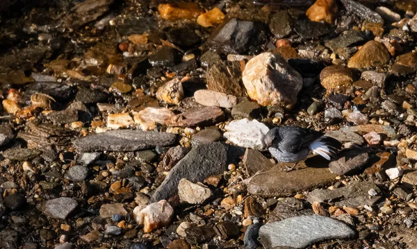 Retrato Plumbeous Water Redstart Bird Sentado Cerca Del Cuerpo Agua —  Fotos de Stock