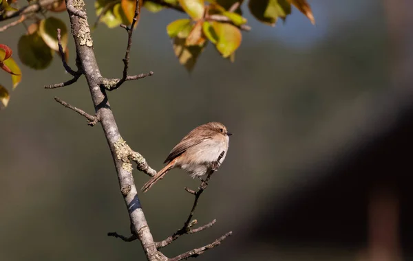 Bushchat Pájaro Posado Árbol —  Fotos de Stock