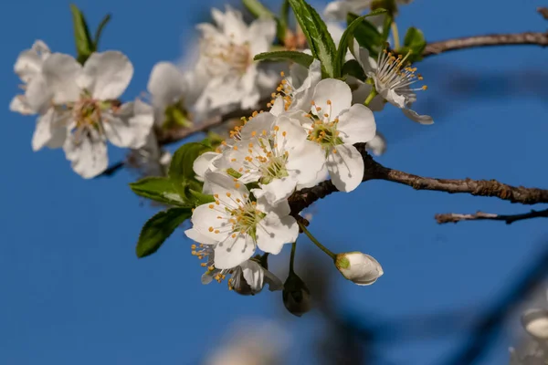 Jarní Letní Květiny Šíří Štěstí Mír Kopcích — Stock fotografie