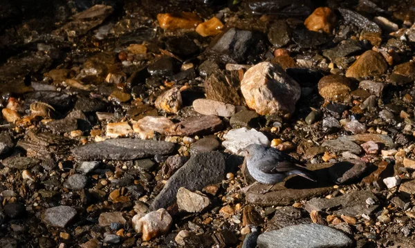 Retrato Plumbeous Water Redstart Bird Sentado Cerca Del Cuerpo Agua —  Fotos de Stock