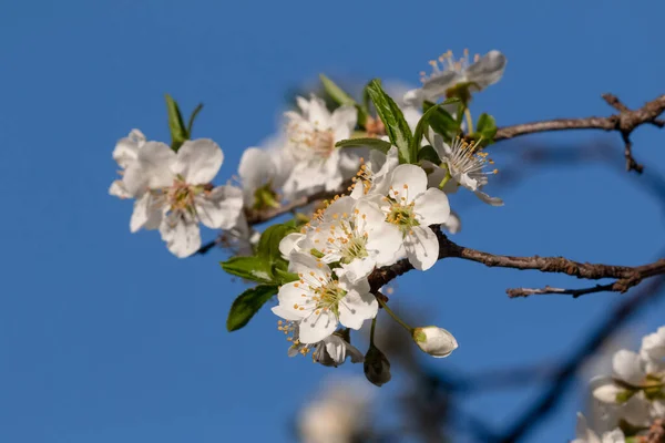 Primavera Flores Verão Espalhando Felicidade Paz Nas Colinas — Fotografia de Stock