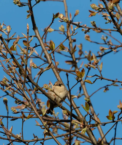 Bushchat Oiseau Sur Cerisier — Photo