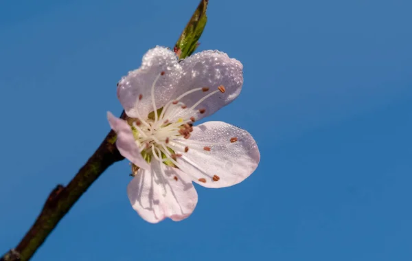 Wiosna Lato Kwitną Kwiaty Szerząc Szczęście Spokój Wzgórzach — Zdjęcie stockowe