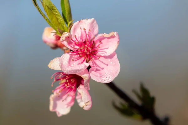 Primavera Flores Verão Espalhando Felicidade Paz Nas Colinas — Fotografia de Stock