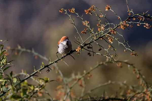 Russet Sparrow Bird Seasonal Flower Tree Spring Summer Jagewahar — стокове фото