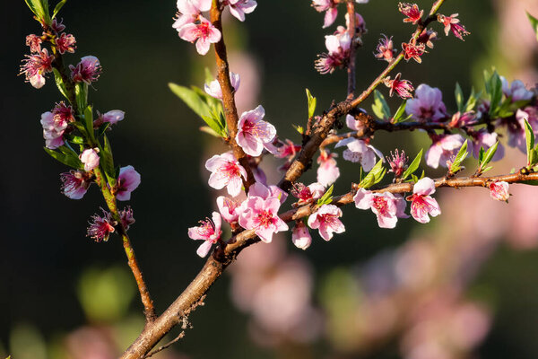 Spring summer blossom flowers spreading happiness and peace in the hills