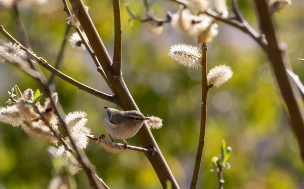 Bushchat Pájaro Árbol Más Lento —  Fotos de Stock