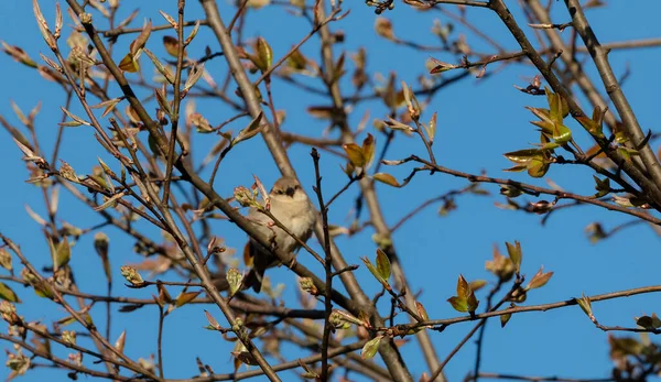 Pássaro Bushchat Árvore Flor Cereja — Fotografia de Stock