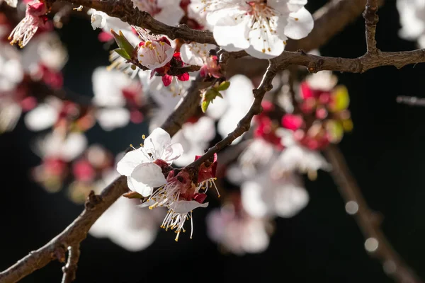 Cherry Kwiat Kwiaty Sping Lato — Zdjęcie stockowe