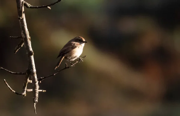 Pássaro Bushchat Empoleirado Árvore — Fotografia de Stock