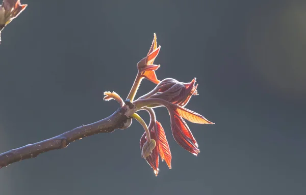 Primavera Flores Verão Espalhando Felicidade Paz Nas Colinas — Fotografia de Stock