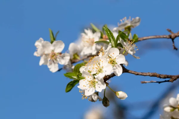 Primavera Flores Verão Espalhando Felicidade Paz Nas Colinas — Fotografia de Stock