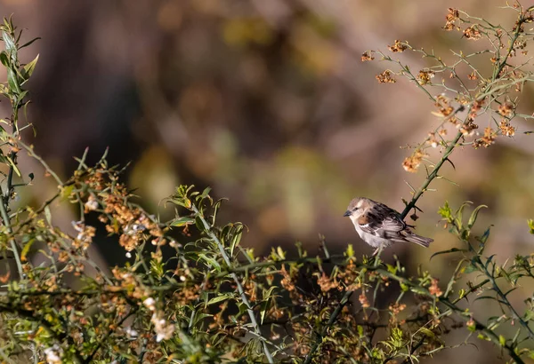 Russet Sparrow Bird Auf Saisonalen Blumenbaum Des Frühlingssommers Bei Jagewahar — Stockfoto